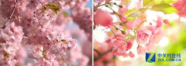 賞花正當(dāng)時 花粉過敏的小伙伴們怎么破? 